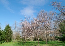 日本前田森林公园的图片