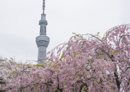 日本东京晴空塔的图片大全