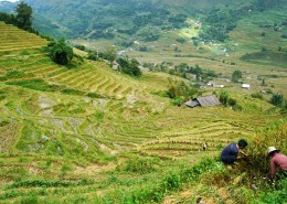 越南山地梯田风景图片