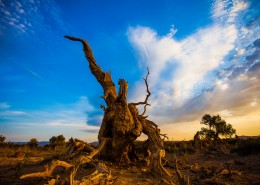 新疆木垒不朽的胡杨林风景图片