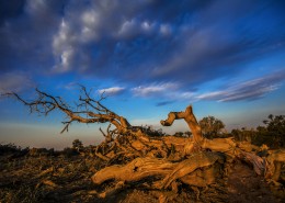 新疆木垒胡杨林风景图片