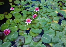 云南普者黑风景图片