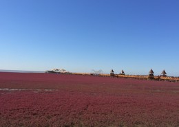 辽宁，盘锦红海滩风景图片