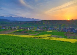 陕西西安鲍旗寨村油菜花风景图片大全