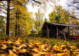 广西桂林海洋银杏林风景图片