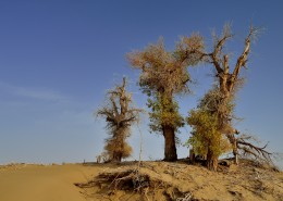 新疆塔里木沙漠公路旁的胡杨树图片