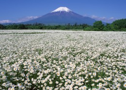 日本富士山春天风景图片