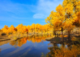 内蒙古额济纳胡杨林风景图片大全