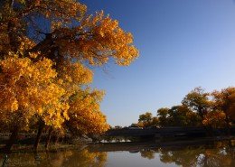 内蒙古额济纳胡杨林风景图片