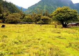 西藏林芝南伊沟风景图片大全