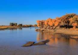 内蒙古额济纳胡杨林风景图片大全