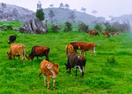 重庆千野草场风景图片