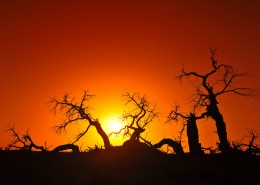 内蒙古怪树林风景图片