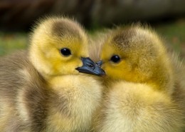 毛绒绒的小鸭子图片