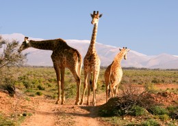 高大的长颈鹿图片