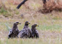 威猛的草原雕图片