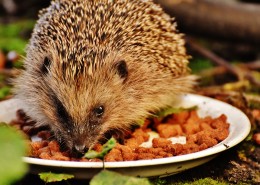 正在进食的小刺猬图片