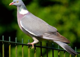 一只灰色的鸽子图片