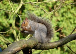 树干上的松鼠图片大全
