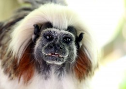 棉花顶面绢毛猴图片