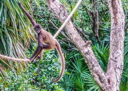 又瘦又小的蜘蛛猴图片