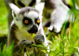 环尾狐猴图片大全