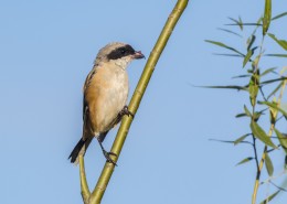 棕背伯劳鸟类图片