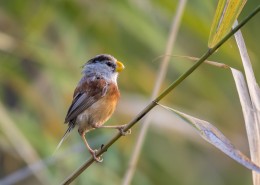 震旦鸦雀鸟类图片