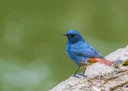 红尾水鸲鸟类图片