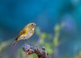 红胁蓝尾鸲鸟类图片大全