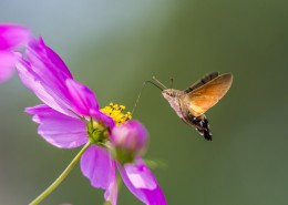 四不像的蜂鸟鹰蛾图片