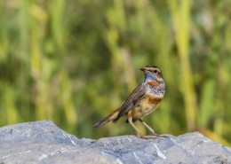 蓝点颏鸟类图片大全