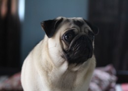 可爱的沙皮狗图片