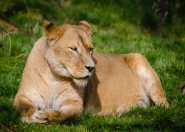 趴在草地上的母狮子图片