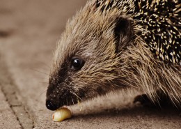 可爱娇小的小刺猬图片