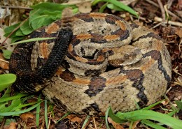 冰冷危险的毒蛇图片大全