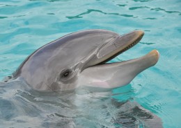 活泼可爱的海豚图片大全