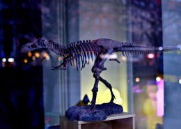 古老的恐龙化石图片