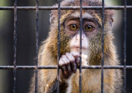 笼子里的猴子图片