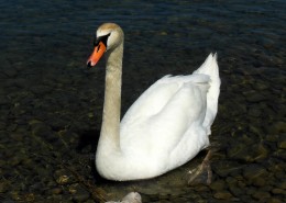 水面上的白色天鹅图片