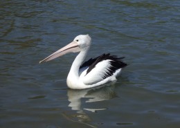 一只鹈鹕高清图片