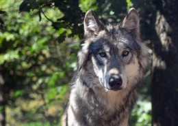 目光凶狠的野狼图片