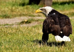 美国国鸟白头海雕图片