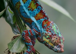 黑豹变色龙高清图片