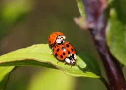 绿叶上的瓢虫图片