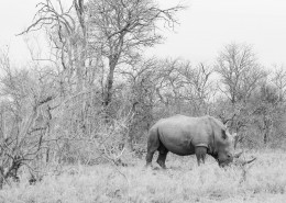 高大强健的犀牛图片