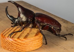 力量惊人的犀牛甲虫图片大全