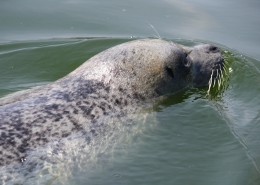 水中的海狮图片大全