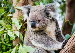 树上攀爬的考拉图片