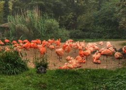 一群火烈鸟图片